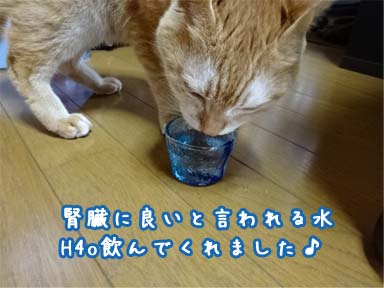 h4o　猫の慢性腎不全