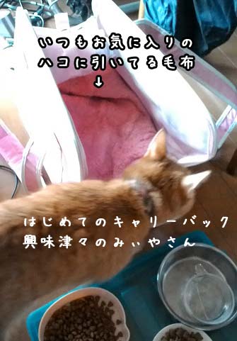 慢性腎不全治療ブログ