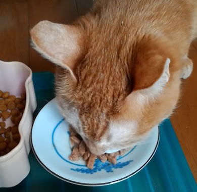 ウエットフードに混ぜたら食べた