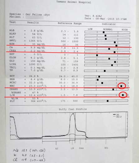 猫の慢性腎不全 血液検査結果
