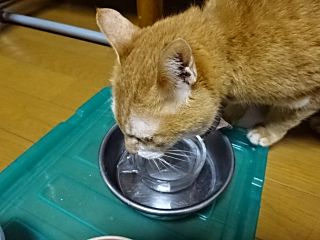 水素水で元気な猫