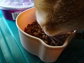 アニモンダ　インテグラ　プロテクト　猫用　ドライフード　ニーレン（腎臓ケア）04