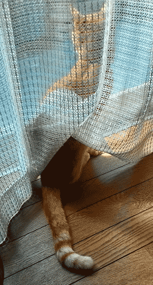 しっぽふりふり