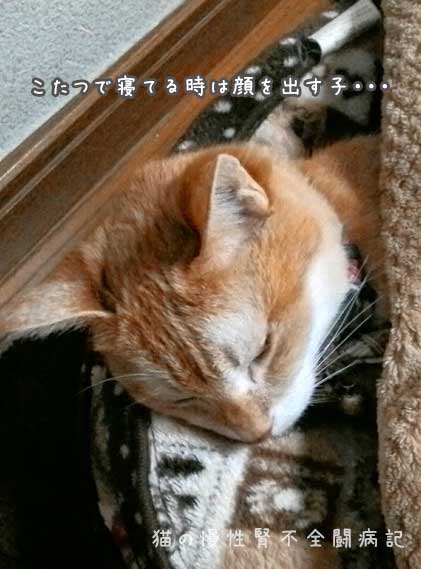 猫はこたつでかおを出す