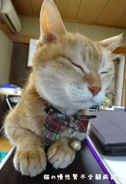 猫の慢性腎不全闘病中