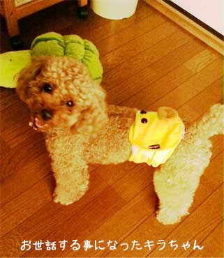 犬と老猫一緒に飼える？