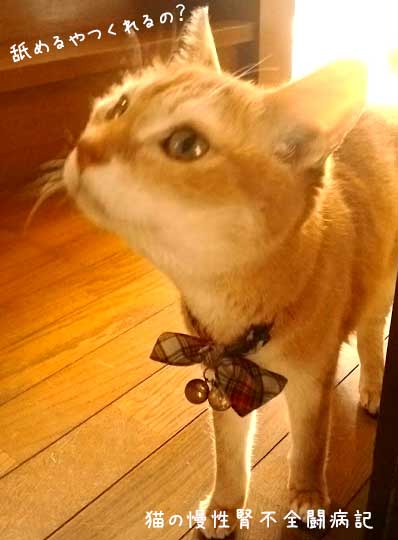 猫 慢性腎不全闘病中