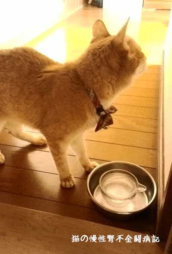 猫 腎不全 水素水