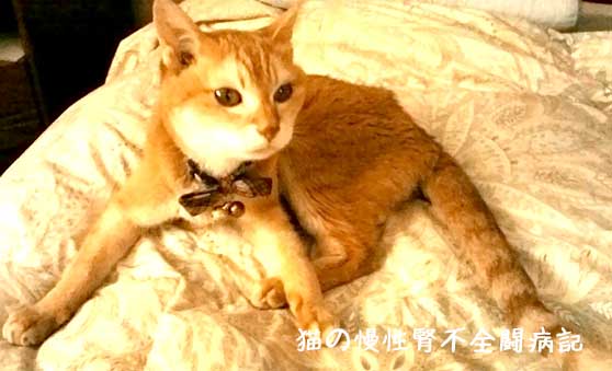猫の慢性腎不全闘病中