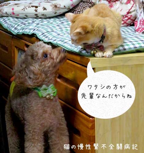 みぃや姐さんの方が上