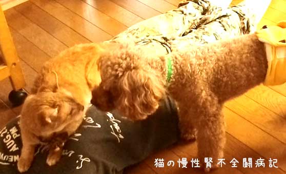 猫と犬を一緒に飼う