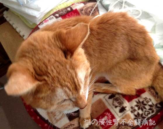 猫の慢性腎不全 自宅で輸液