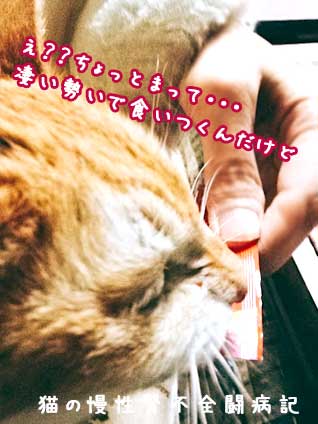 ちゅーる食欲回復作戦