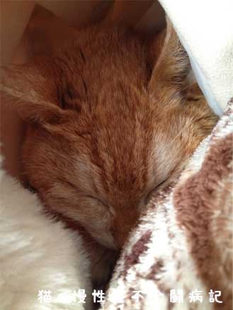 猫の慢性腎不全闘病中