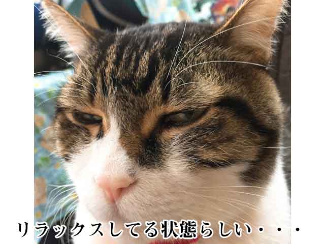 実家の猫、リラックスしてる状態