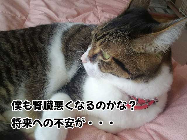 腎不全への不安を感じてる猫