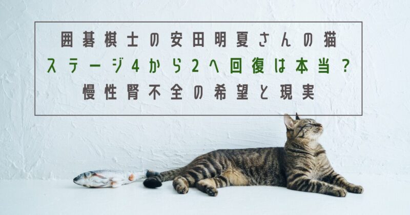 囲碁棋士安田明夏さんの猫、ステージ4から2へ回復は本当？慢性腎不全の希望と現実